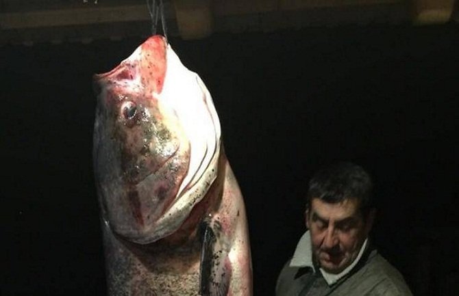 Podgoričanin na Skadarskom jezeru ulovio tolstolobika teškog više od 54 kg