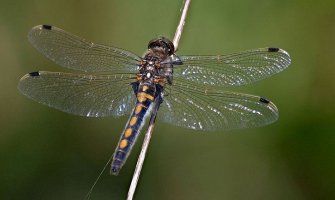 Vilini konjici detektori crnogorskog ekosistema