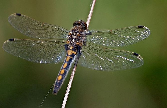 Vilini konjici detektori crnogorskog ekosistema