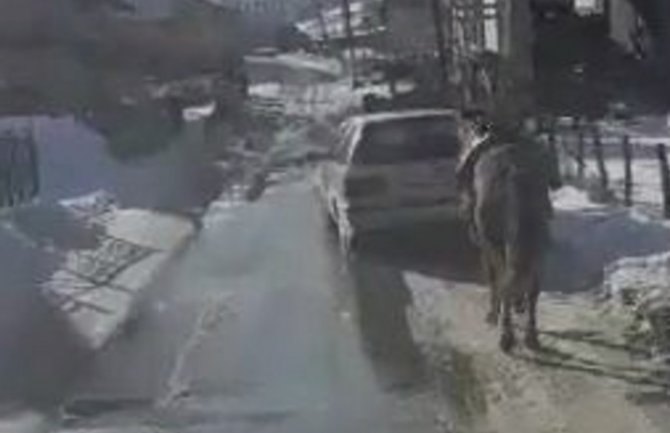 Petnjica:  Identifikovana lica koja su vozilom vukla konja