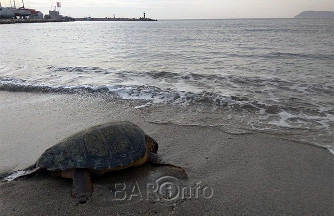 Barani u akciji spašavanja nasukane kornjače (FOTO)