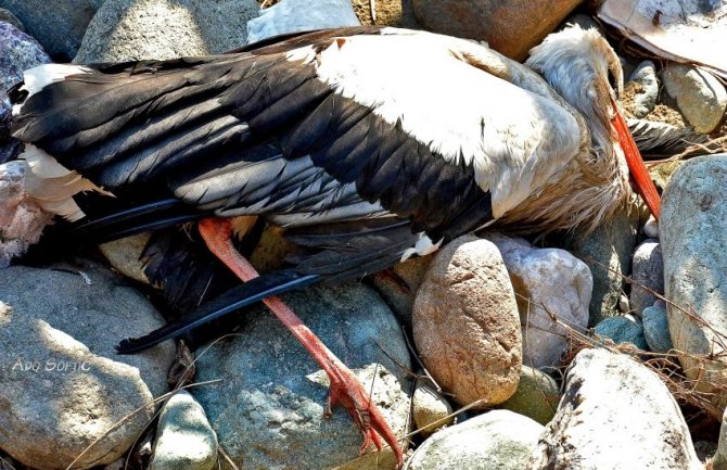 Perko nije dočekao proljeće