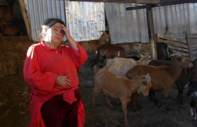 Sutomore: Psi lutalice zaklali 24 koze, 10 nestalo