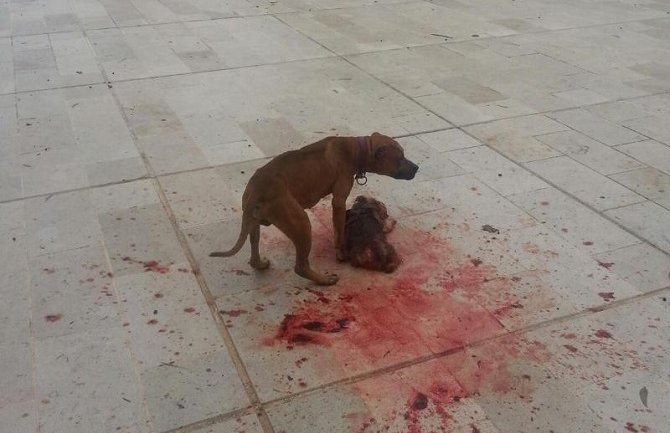 Agresivni pitbul korišten u ilegalnim borbama, vlasnik nije adekvatno kažnjen