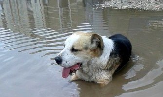 Otrovani psi u Nikšiću