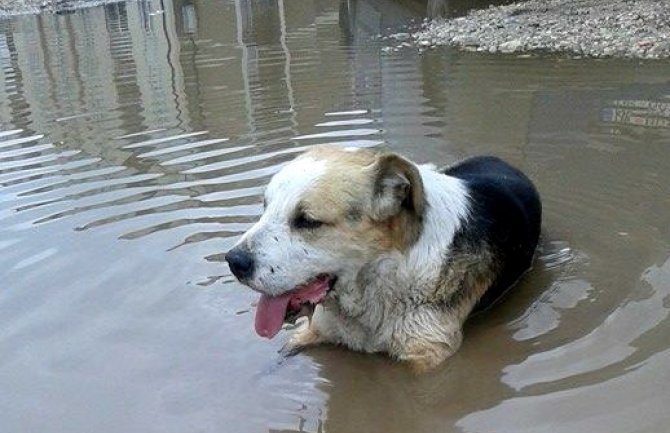 Otrovani psi u Nikšiću