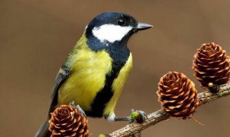 Danas sunčano, do 17 stepeni