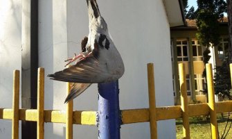 Razapeti golubovi na školskoj ogradi(FOTO)