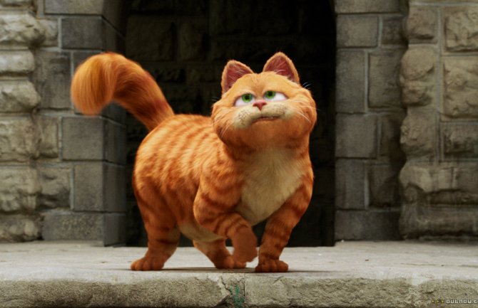 Ponovo se raspravlja da li je Grafild muško ili žensko