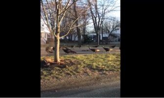 Jeziv ćureći ''posmrtni marš'' zbunio internet (VIDEO)