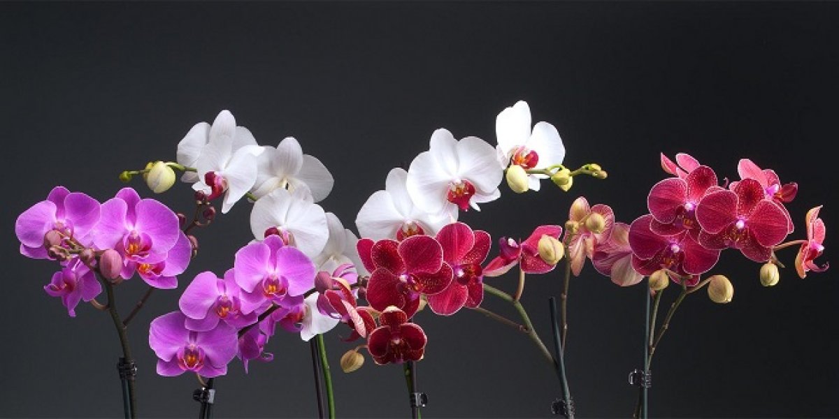 3OrchidsSS