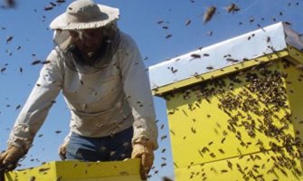 Mladima koji su nezaposleni podrška da počnu da se bave pčelarstvom 