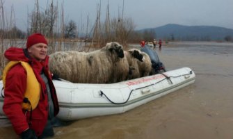 Ronioci iz nabujale Bosne spasili čobane i oko 700 ovaca i jagnjadi