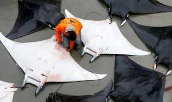 U Egejskom moru uhvaćene raže teške i do 200 kilograma