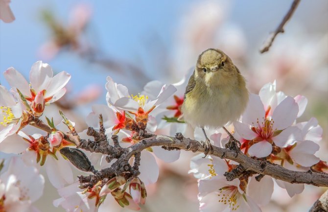 Danas sunčano, do 19 stepeni
