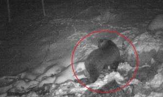 Kamere zabilježile prisustvo medvjeda u NP Biogradska gora (FOTO)