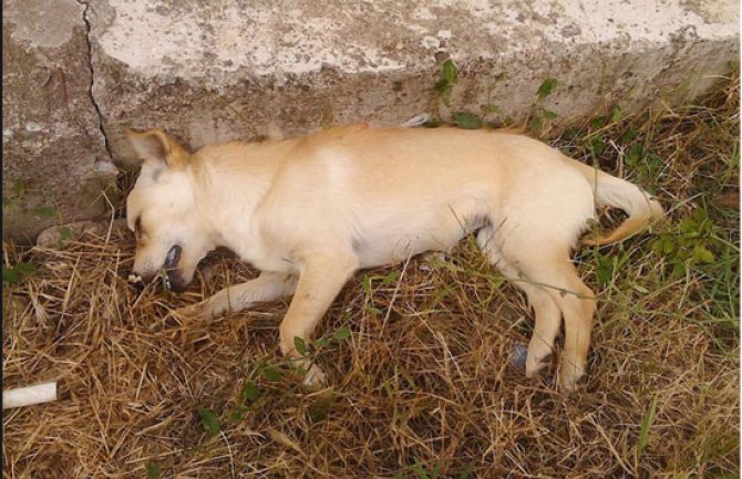 Horor prizor u Podgorici: Tokom noći otrovano više od 15 kućnih ljubimaca 