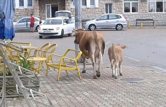 Meso oboljele stoke može da završi i na trpezi Barana