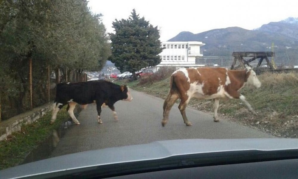 image00205a725aa61e78f190fc68ac25d53e616cacc746ced8ad6a2d9a48cd1ebc397b5e2V