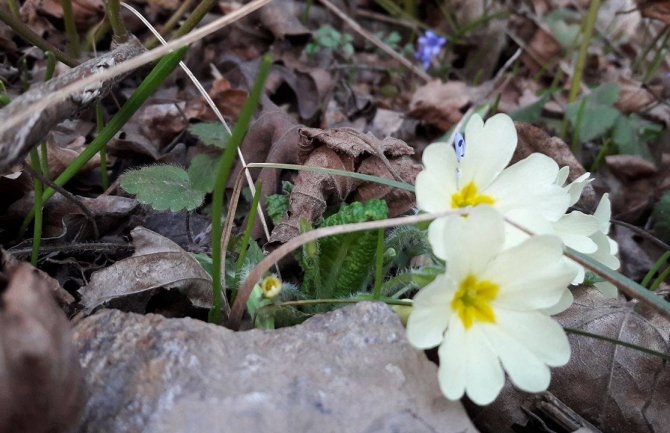 Počelo proljeće, evo kakvo vas vrijeme očekuje