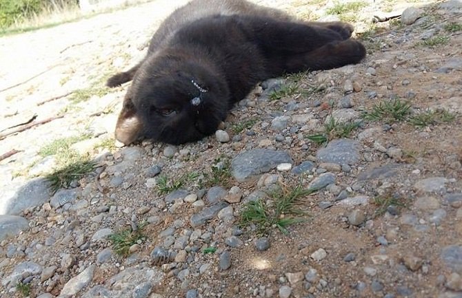 Novi slučaj trovanja mačaka na Starom aerodromu, nadležni nezaintersovani