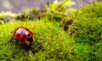 Danas do 25 stepeni, sjutra umjeren razvoj oblačnosti