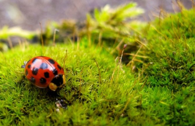 Danas do 25 stepeni, sjutra umjeren razvoj oblačnosti