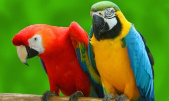 Indijski poljoprivrednici ratuju sa papagajima narkomanima (VIDEO)