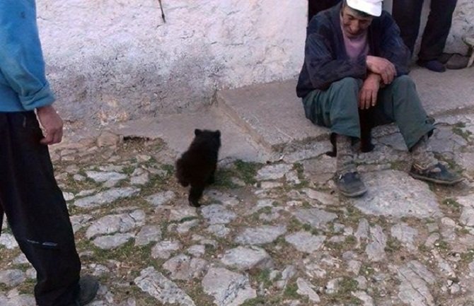 Mečići kao kućni ljubimci porodice Simović