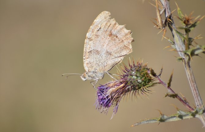 Danas i sjutra sunčano i toplije