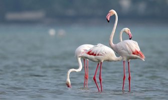  Na Solani trenutno boravi preko 350 flamingosa