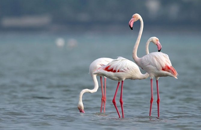  Na Solani trenutno boravi preko 350 flamingosa