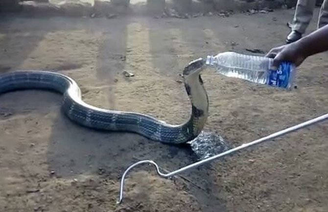 Kad kobra ožedni (VIDEO)