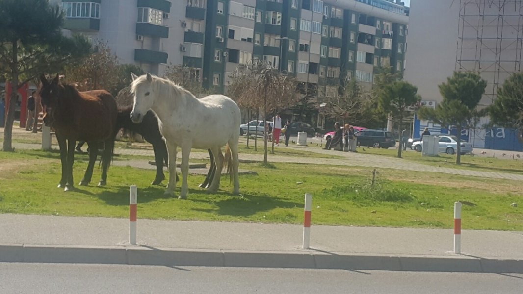 image00204fd8fdb750f8a95ff1c14ee058c86ae78ce12c25f342b6bf06cf35cd13f33fda5V