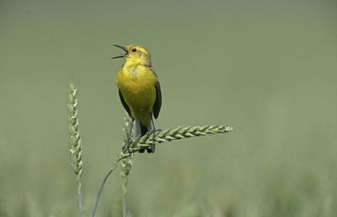 Evo kakvo nas vrijeme očekuje prvih dana aprila