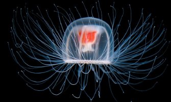 Ove životinje su na svojstven način pobijedile smrt