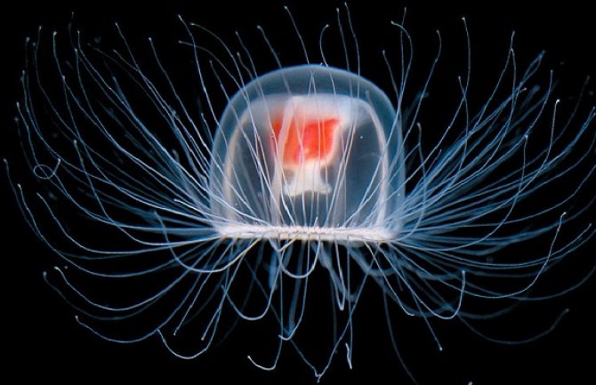 Ove životinje su na svojstven način pobijedile smrt