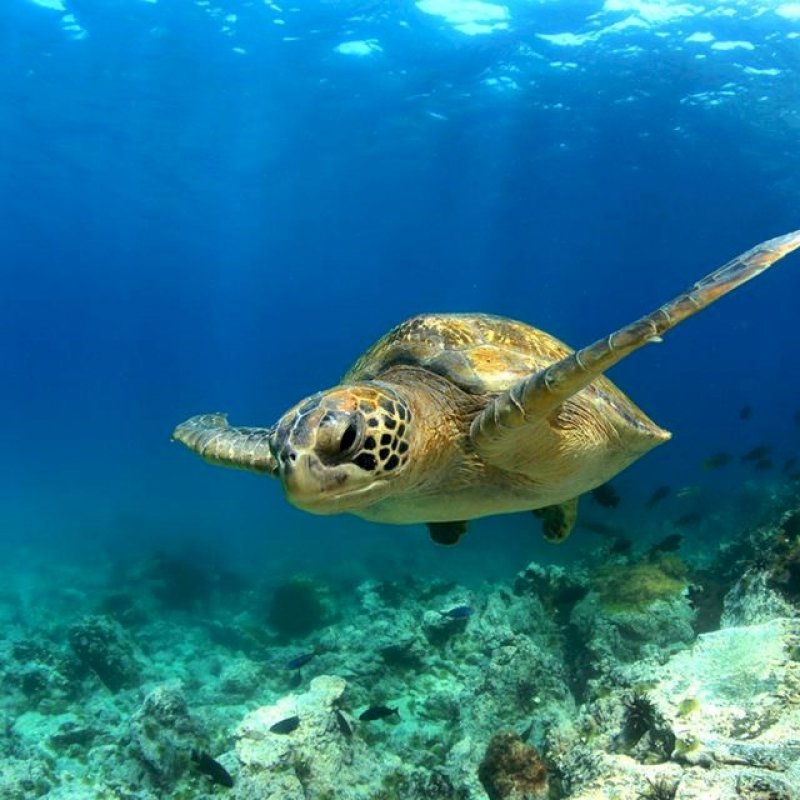 greenseaturtle