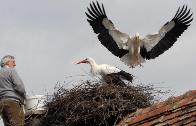 Kraj najljepše ljubavne priče: Klepetan je uginuo