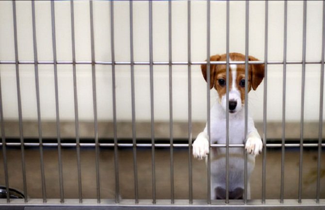 U crnogorskim azilima psi osuđeni na sigurnu smrt, u nedelju protest