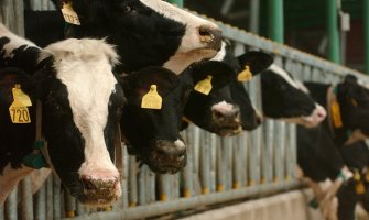 Produžen rok za podnošenje zahtjeva za dodjelu podrške u stočarskoj proizvodnji