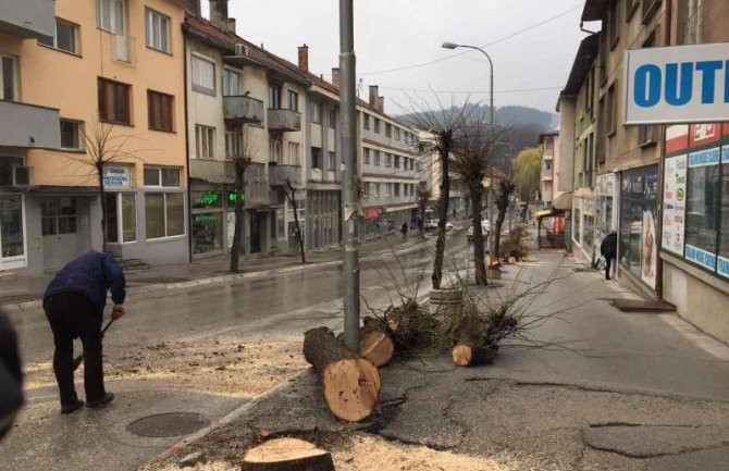Posjekli lipe koje su više od sedam decenija krasile centar Pljevalja(FOTO)