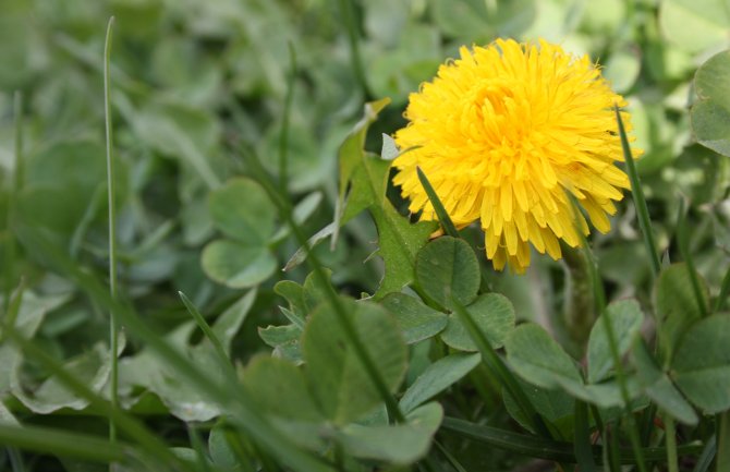 Danas sunčano, do 25 stepeni