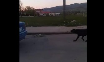 Vozač demantovao da je zlostavljao psa: Nijesam mučitelj, htio sam da ga udomim 