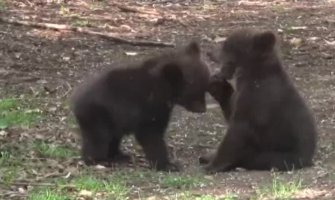 Mečići siročići  na programu podivljavanja