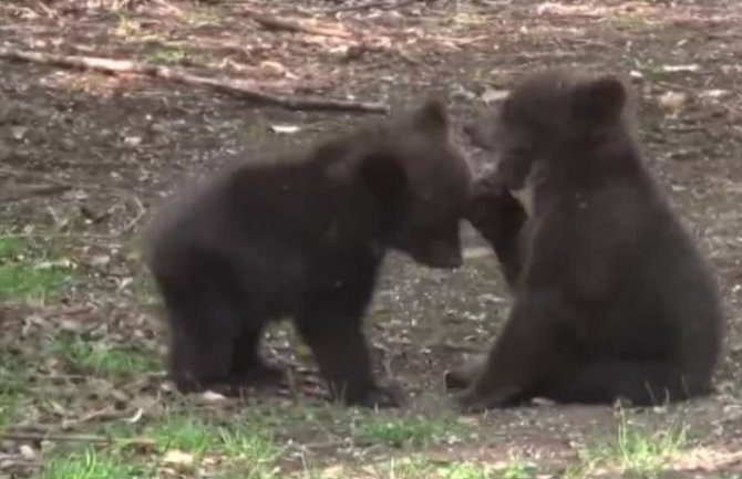 Mečići siročići  na programu podivljavanja