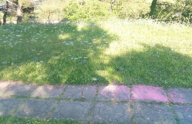 U parku iza stare zgrade Vlade bio prosut mišomor (FOTO)