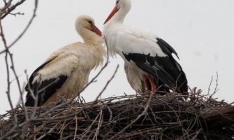 Tužan kraj ljubavne priče: Uginula roda Malena