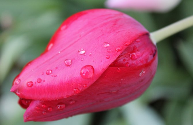 Popodne kiša, do 25 stepeni