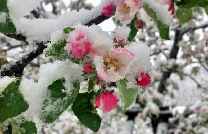  Na Žabljaku palo 26 centimetara snijega